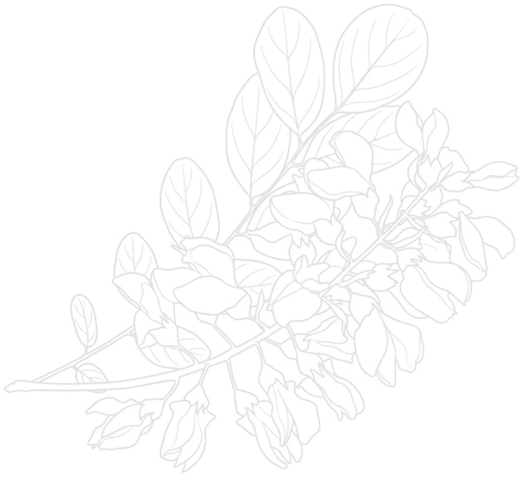 Illustrated acacia branch with leaves and blossoms